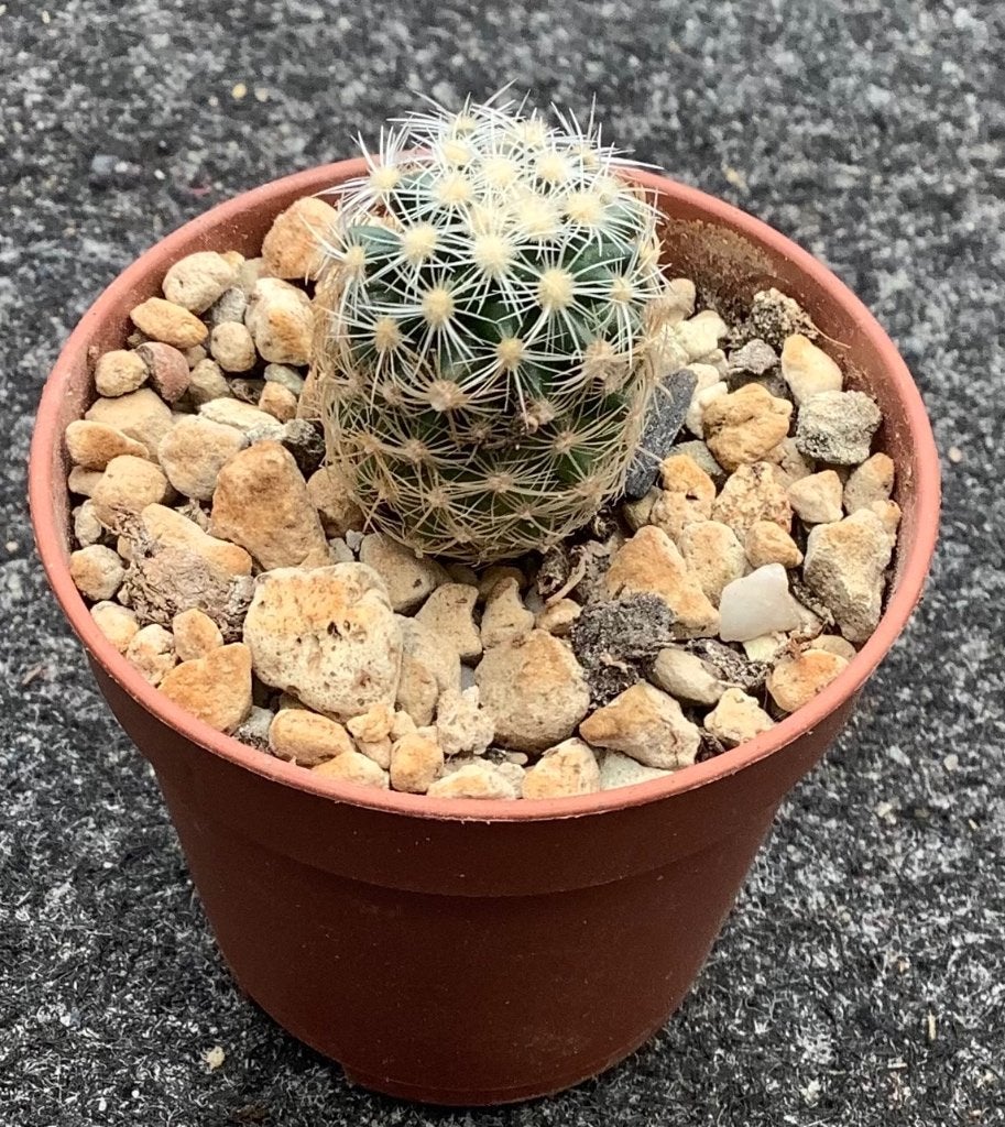 Cactus, Pediocactus, Huis en Inrichting, Kamerplanten, Ophalen of Verzenden, Cactus, Volle zon, Minder dan 100 cm
