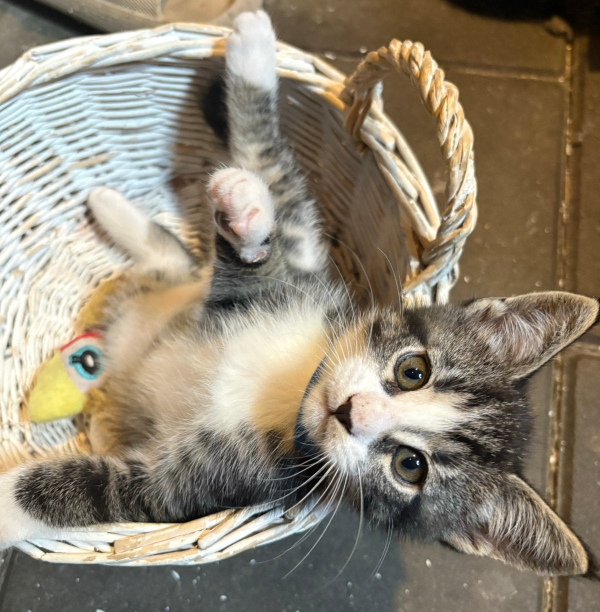 Lieve maine coon kittens, Meerdere dieren, Gechipt, 0 tot 2 jaar