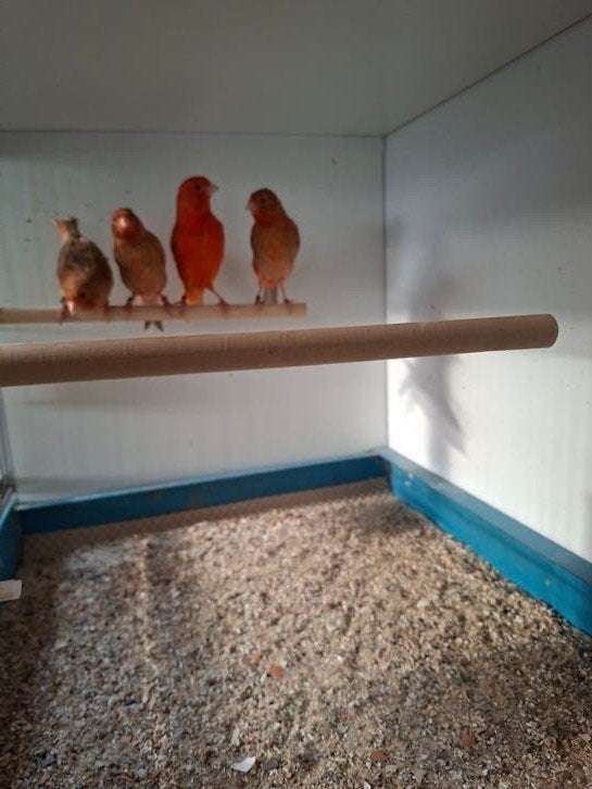 Gezocht rood isabel, Meerdere dieren, Kleurkanarie