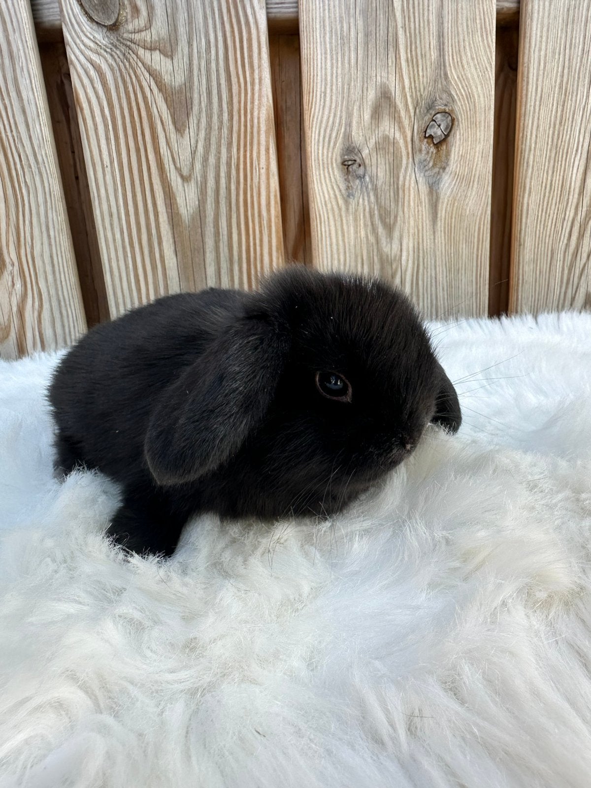 Lieve Minilop voedstertje, Vrouwelijk, Dwerg