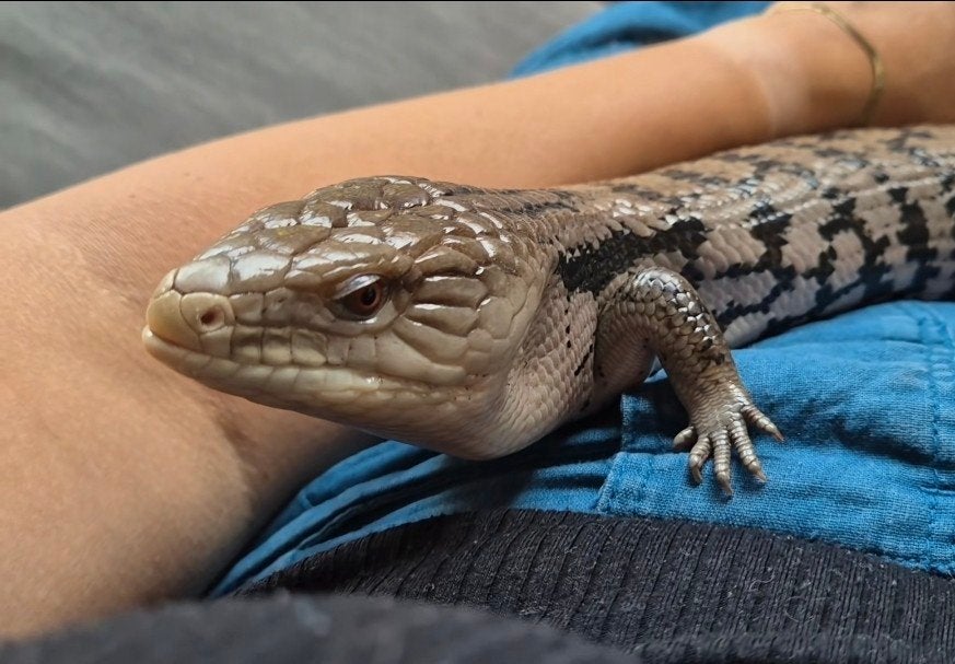 blauwtongskink