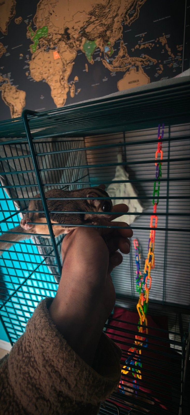 sugar glider, Meerdere dieren, Overige typen, Tam, September