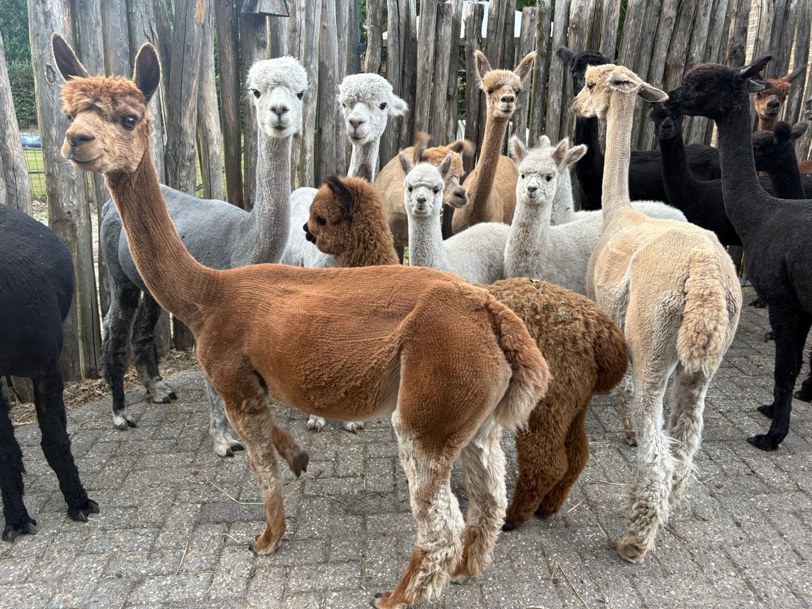 Alpaca merrie, Dieren en Toebehoren, Juli, Meerdere dieren