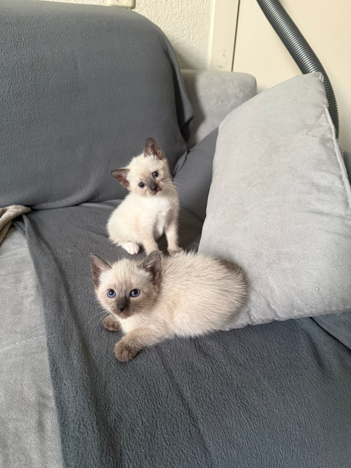 Superschattige Raskat kittens Siamees !, Dieren en Toebehoren, Katten en Kittens | Raskatten | Korthaar, Meerdere dieren, Ontwormd