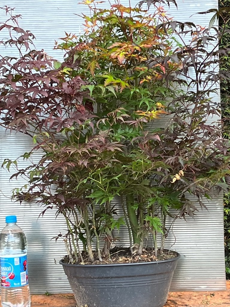 Starter bonsai bos, Bloeit niet, Halfschaduw, Overige soorten, Minder dan 100 cm