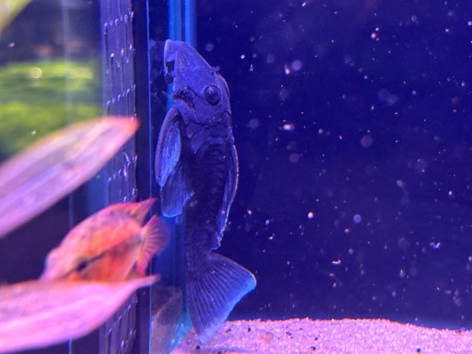 L239 Bleu baryancistrus beggeni, Dieren en Toebehoren, Vis