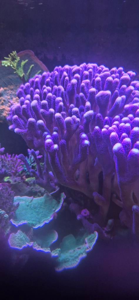 Stylopra paars zeeaquarium, Overige typen, Zoutwatervis