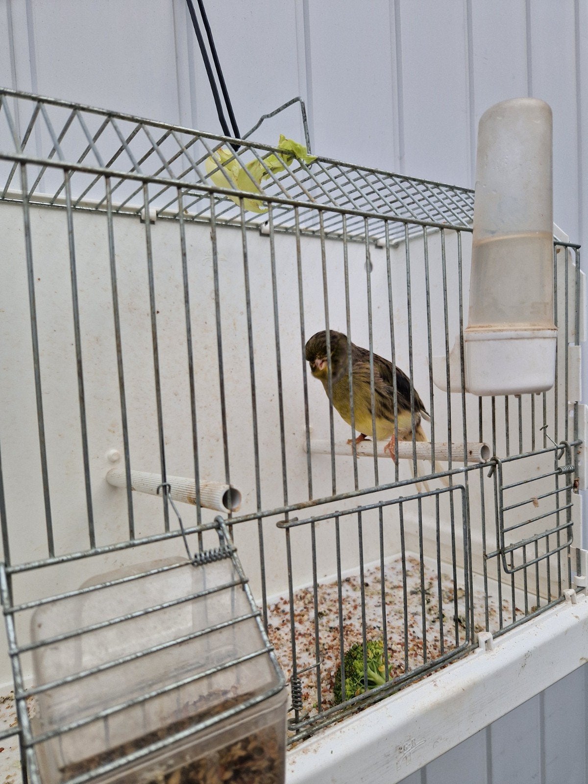 Glosterman 2024, Dieren en Toebehoren, Mannelijk