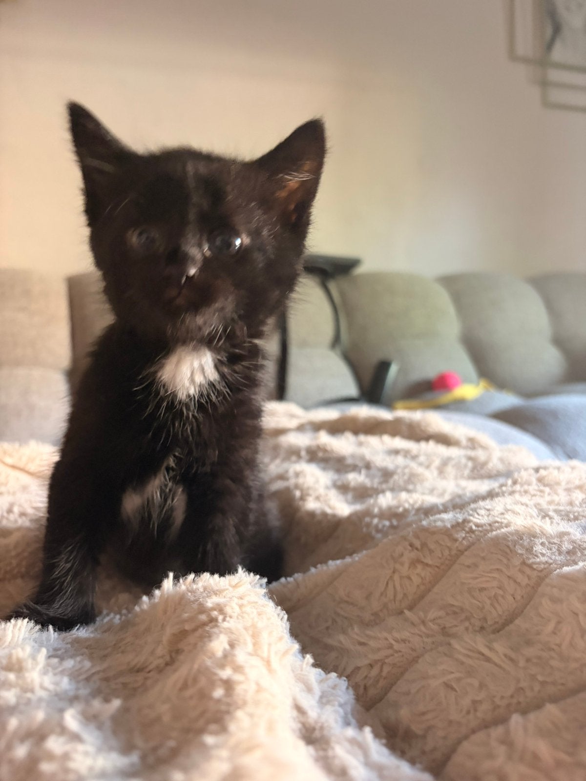 kittens, Poes