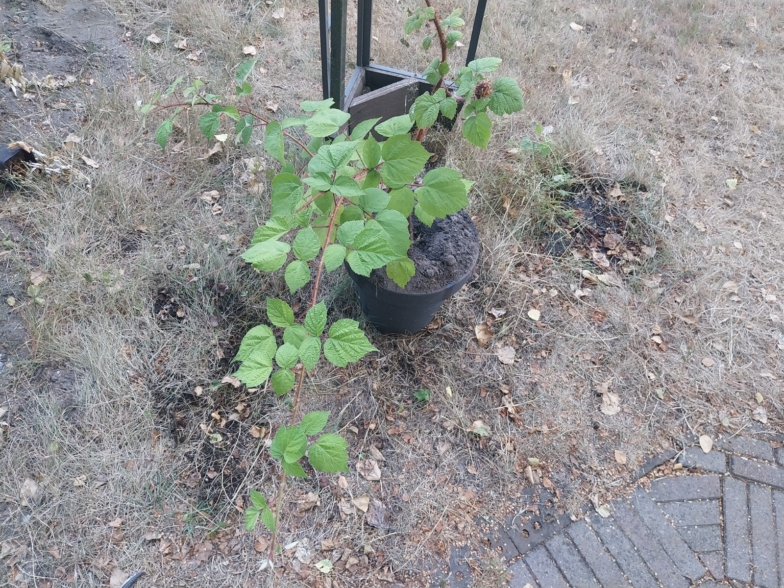 Grote Japanse wijnbes | Rubus phoenicolasius, Ophalen, Overige soorten, Minder dan 100 cm