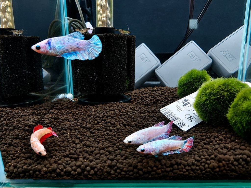 Betta’s (Siamese kempvissen) vanaf 7,99, Vis, Zoetwatervis
