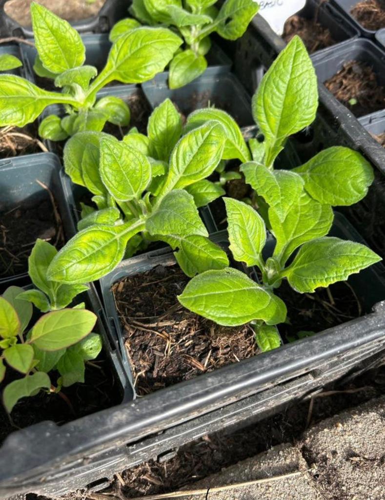 Yacon planten biologisch, Tuin en Terras, Planten | Tuinplanten, Ophalen, Eenjarig, Groenteplanten, Volle zon