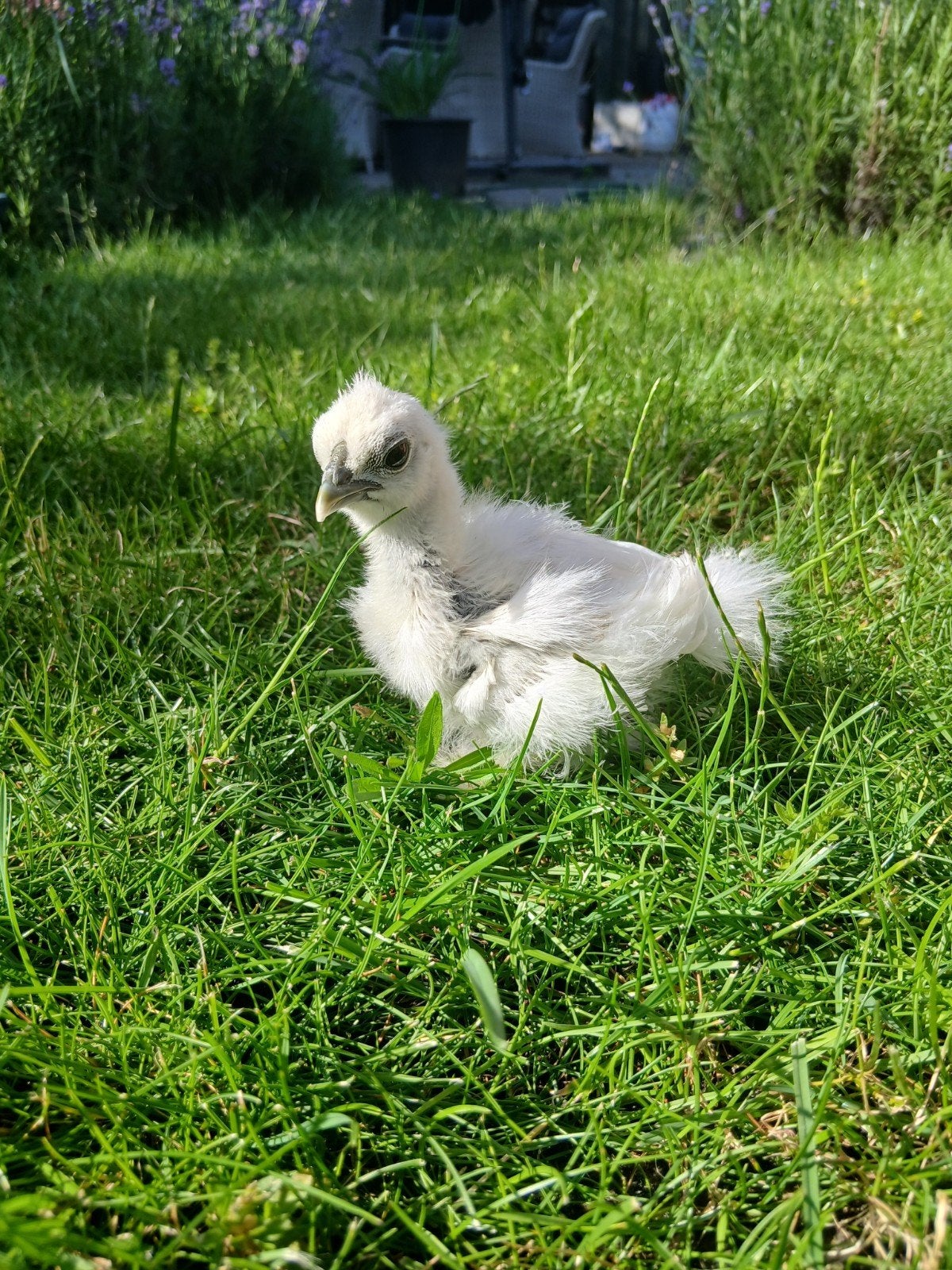 4 zijdehoen kuiens te koop, Meerdere dieren, Kip