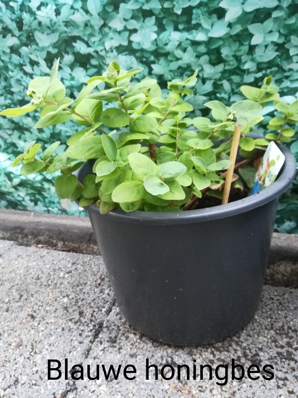 Blauwe honingbes plant, Ophalen, Minder dan 100 cm, Overige soorten, Zomer