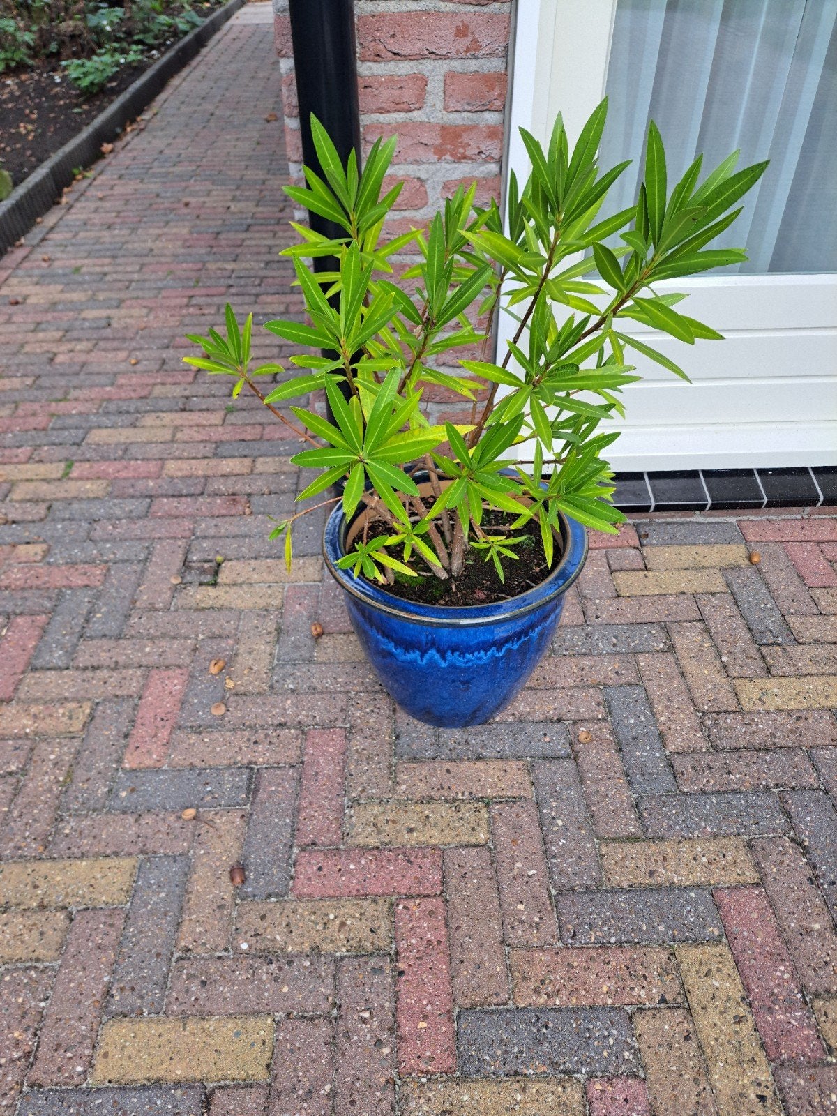 Mooie Oleander in blauwe pot, Ophalen, Overige soorten, Volle zon