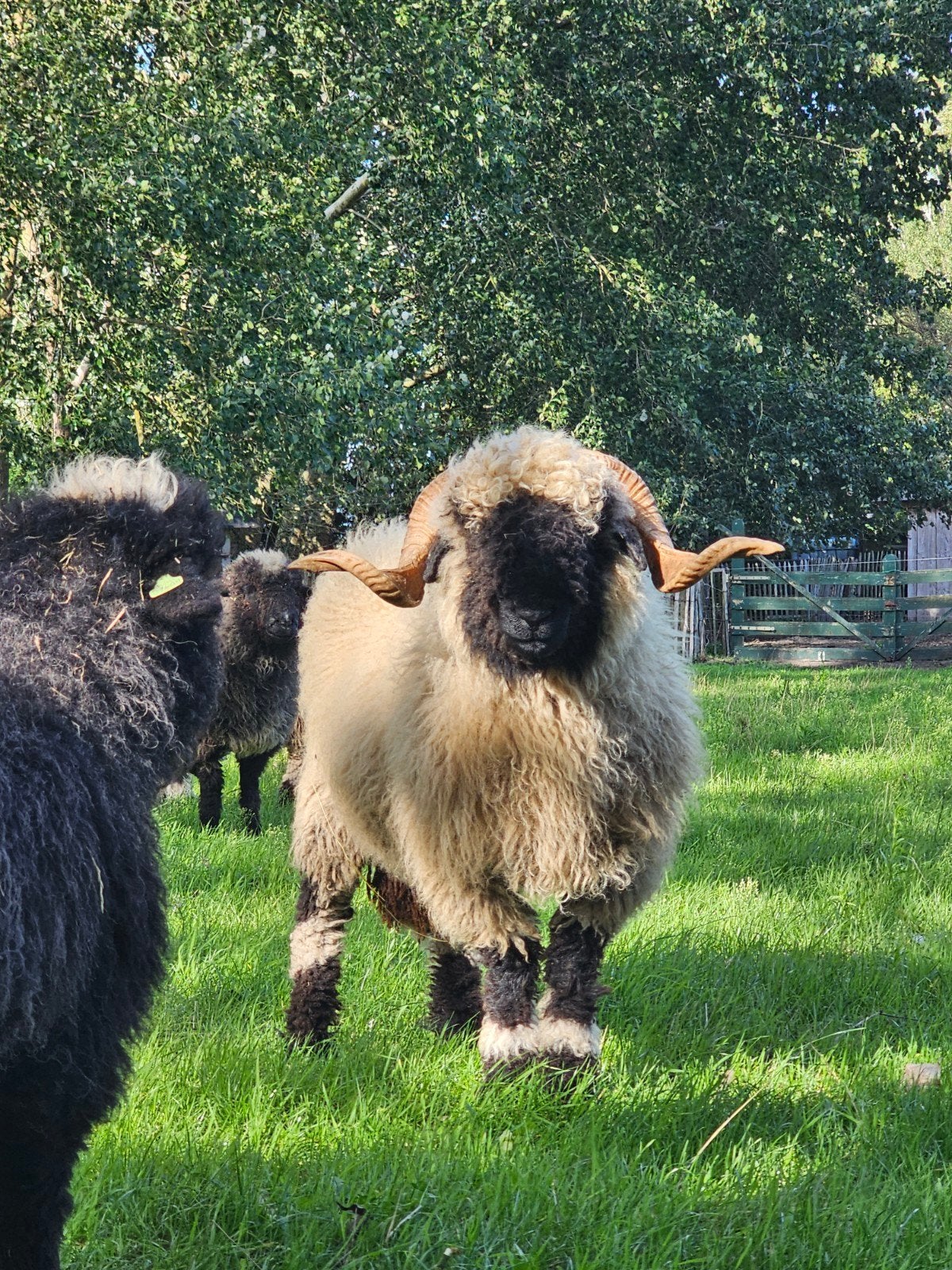 aangeboden: mooie walliser schwarznase ram, Mannelijk, Schaap, 0 tot 2 jaar
