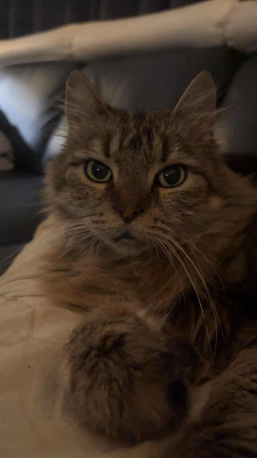 Oudere poes zoekt nieuw huisje, Poes