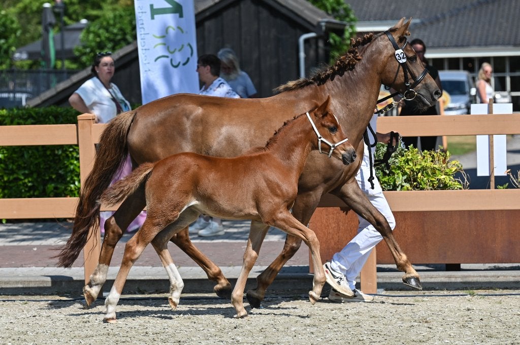 New Forest merrieveulen, Dieren en Toebehoren, Merrie, Met stamboom, Dressuurpony, Niet van toepassing