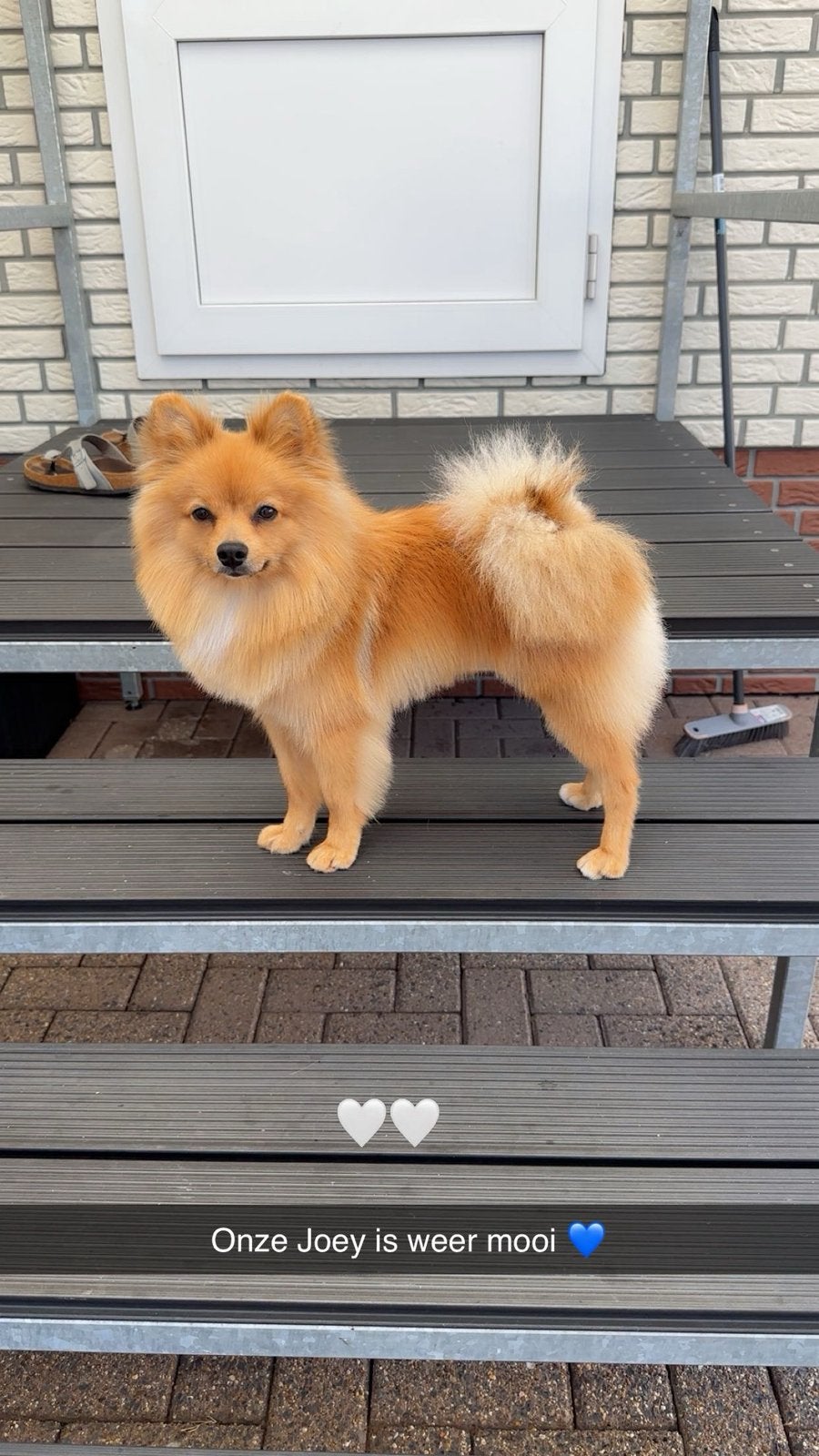 Dwergkees 1 jaar, Dieren en Toebehoren, Parvo, Keeshond, Reu, 1 tot 2 jaar