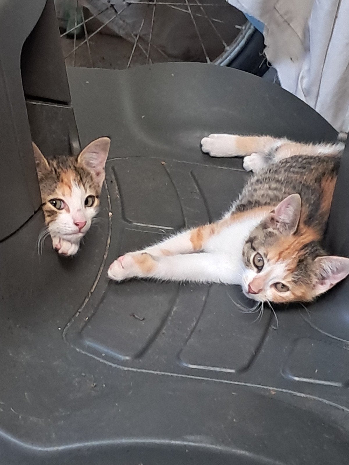 Kittens 8 weken oud 4x  vrouwtjes.lapjes., Dieren en Toebehoren, Poes
