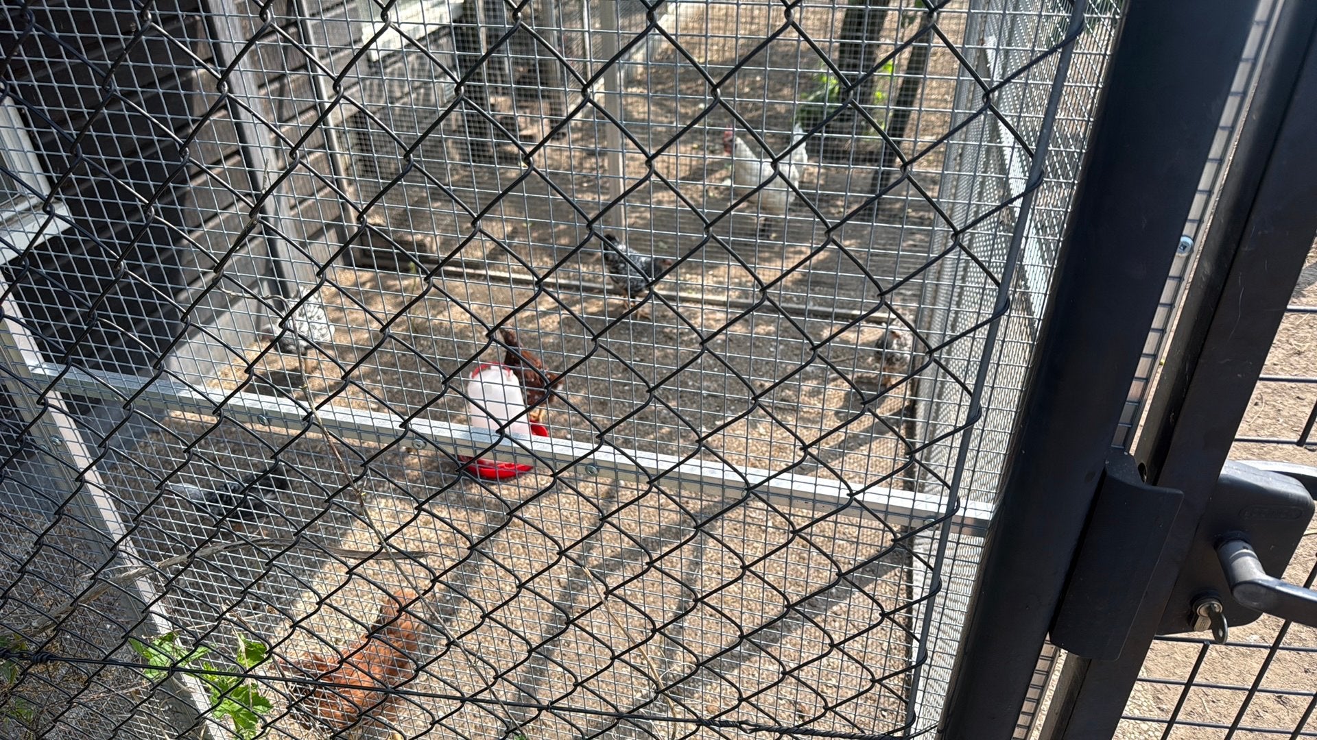 Te koop wyandotte kriel kuikens., Dieren en Toebehoren, Pluimvee, Geslacht onbekend, Kip