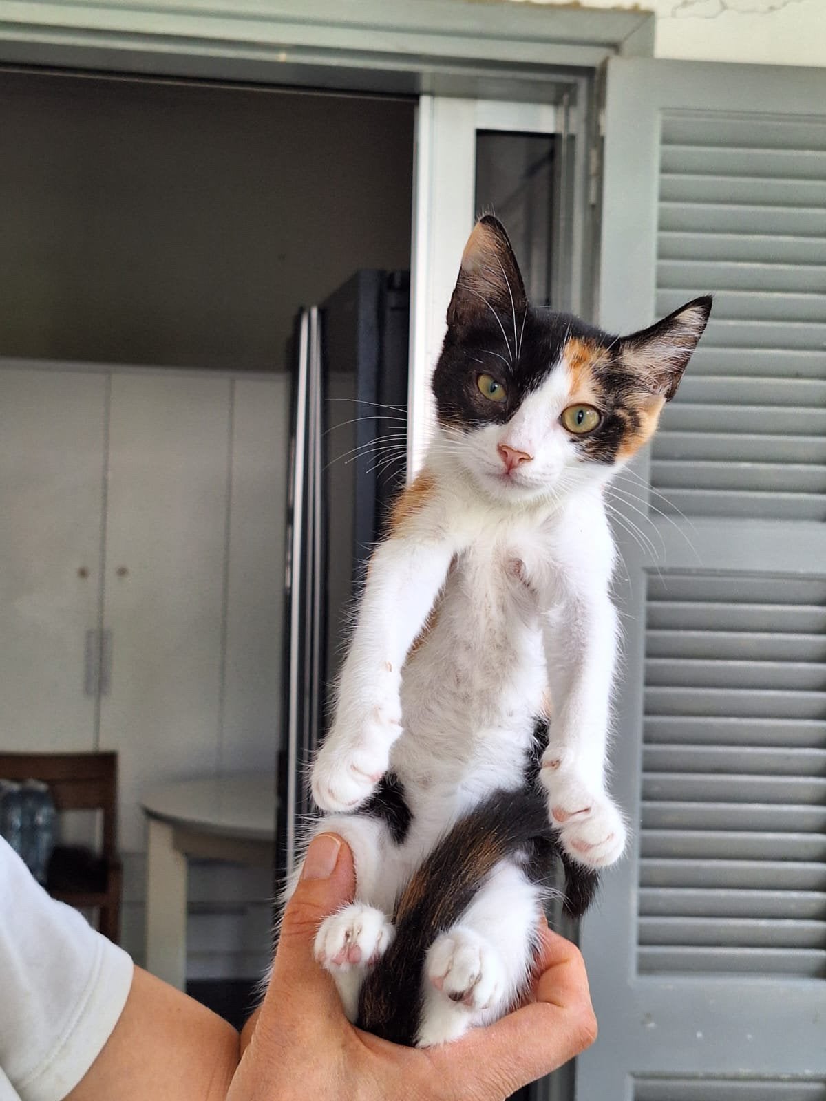 Jill 3 halve maand oud ( nog op Cyprus) zoekt een baasje, Poes