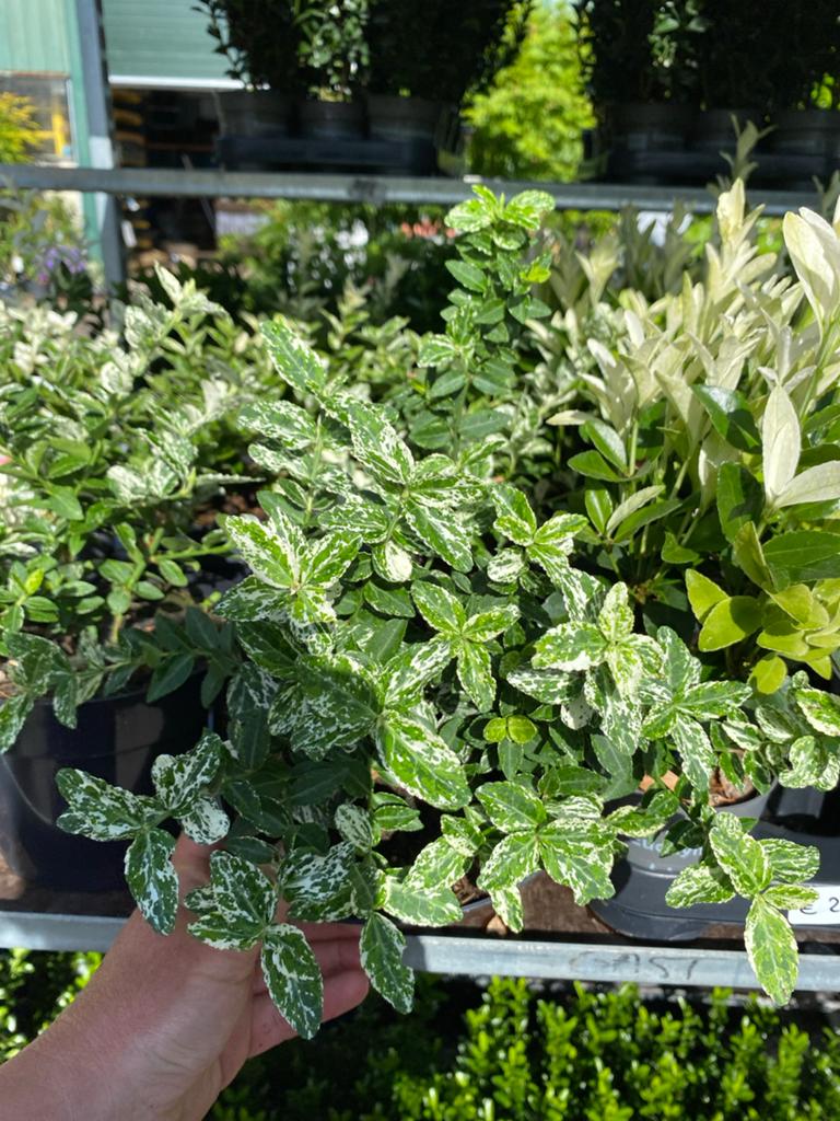 Euonymus fortunei 'Harlequin' - Kardinaalsmuts bodembedekker, Ophalen, Bodembedekkers, Vaste plant, Bloeit niet
