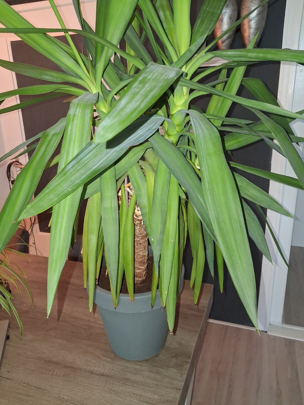 Grote Yucca kamerplant in pot, Huis en Inrichting, Ophalen, 100 tot 150 cm, Halfschaduw, In pot