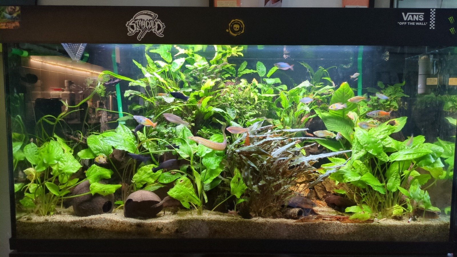 Aquarium hulp/onderhoud, Ophalen, Nieuw, Overige typen