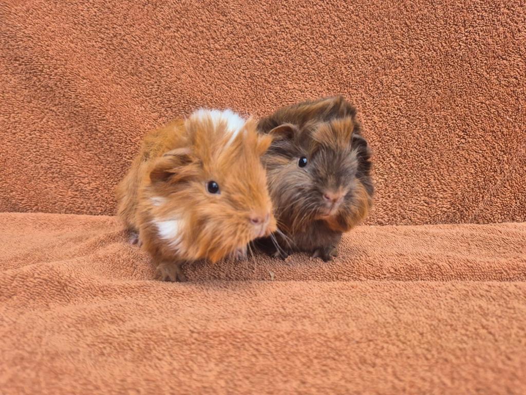 Lieve peruvian broertjes mogen verhuizen kruinen kuif, Dieren en Toebehoren, Cavia, April, Mannelijk, Tam
