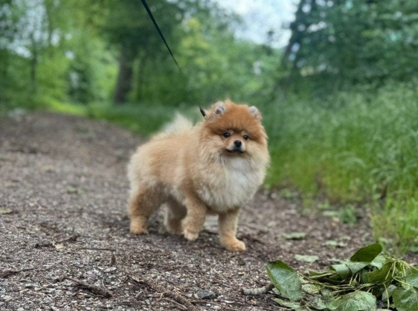 Pomeriaan pup, Dieren en Toebehoren, Honden | Poolhonden, Keeshonden en Oertypen, Particulier, 15 weken tot 1 jaar, Reu, Buitenland
