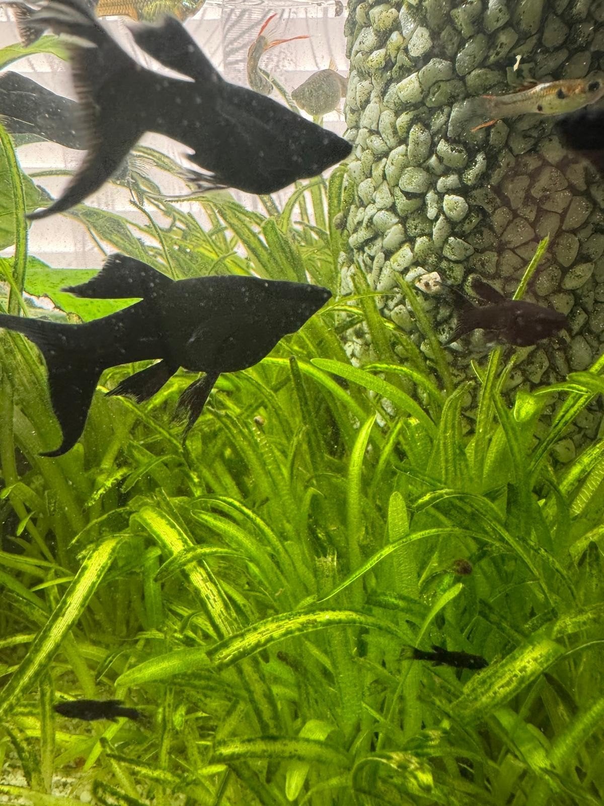 Maanmolly, Dieren en Toebehoren, Vissen | Aquariumvissen, Vis