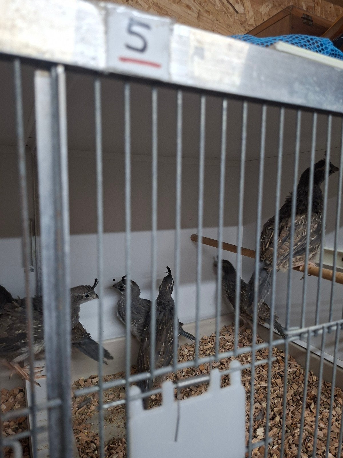 Mooie jonge californische kuif kwartel,s, Dieren en Toebehoren, Vogels | Overige Vogels, Meerdere dieren