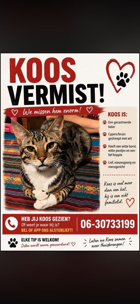 KOOS kruising bengaal, vermist, 9 jarig baasje in tranen, Kat
