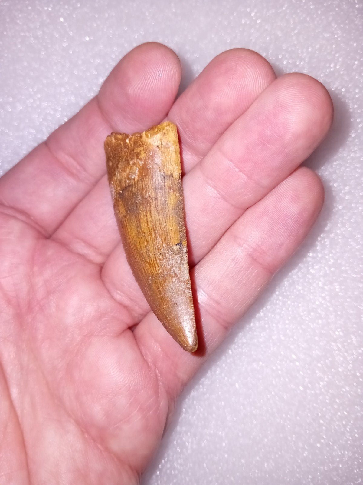 Carcharodontosaurus tand, Ophalen of Verzenden, Fossiel