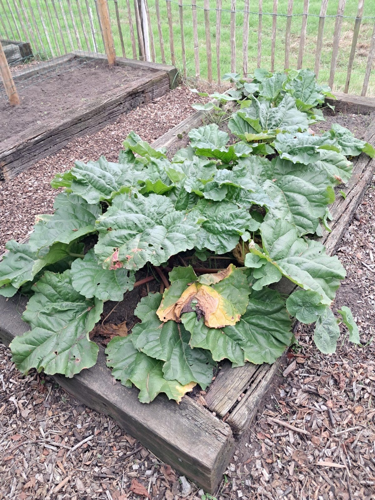 Verse Rabarberplanten - Ideaal voor uw moestuin!, Tuin en Terras, Ophalen, Overige soorten, Struik, Minder dan 100 cm