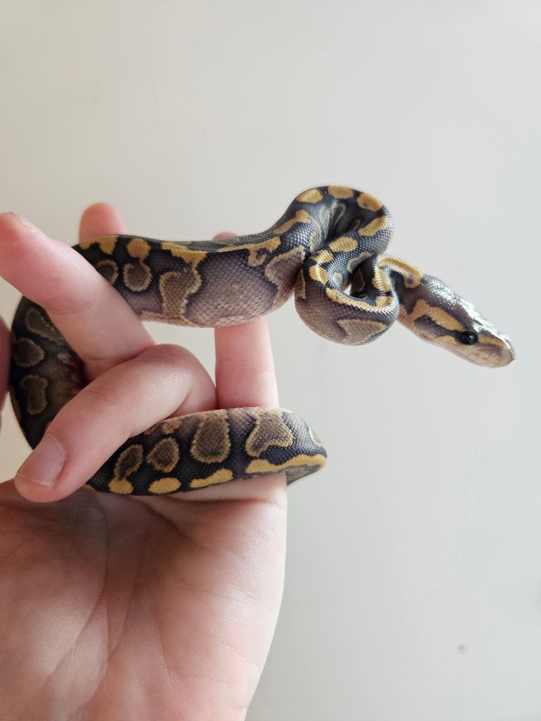 Python regius, Dieren en Toebehoren, Reptielen en Amfibieën, Slang, Tam, 0 tot 2 jaar