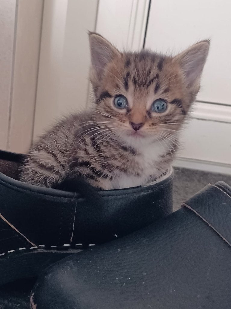 Boerderijkittens, Dieren en Toebehoren, Meerdere dieren, Kortharig