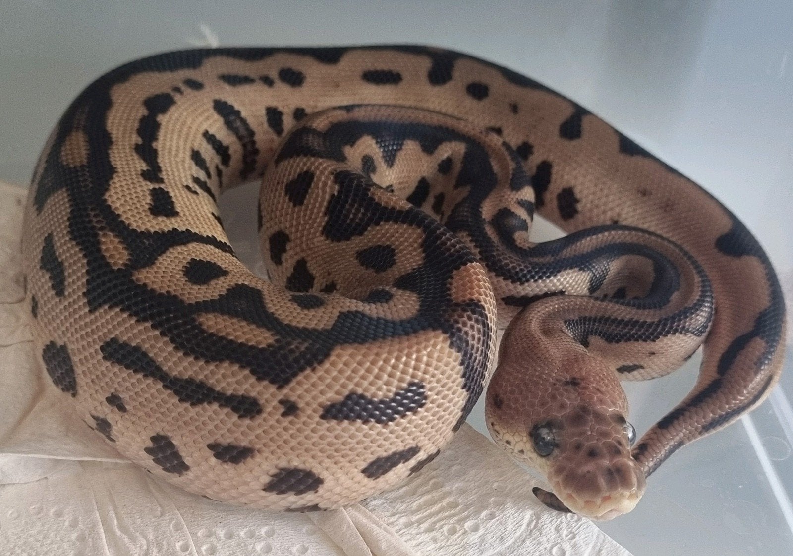 0.1 black pastel batman 66% het piebald koningspython Ball Python - female for sale from Rocking Reptiles