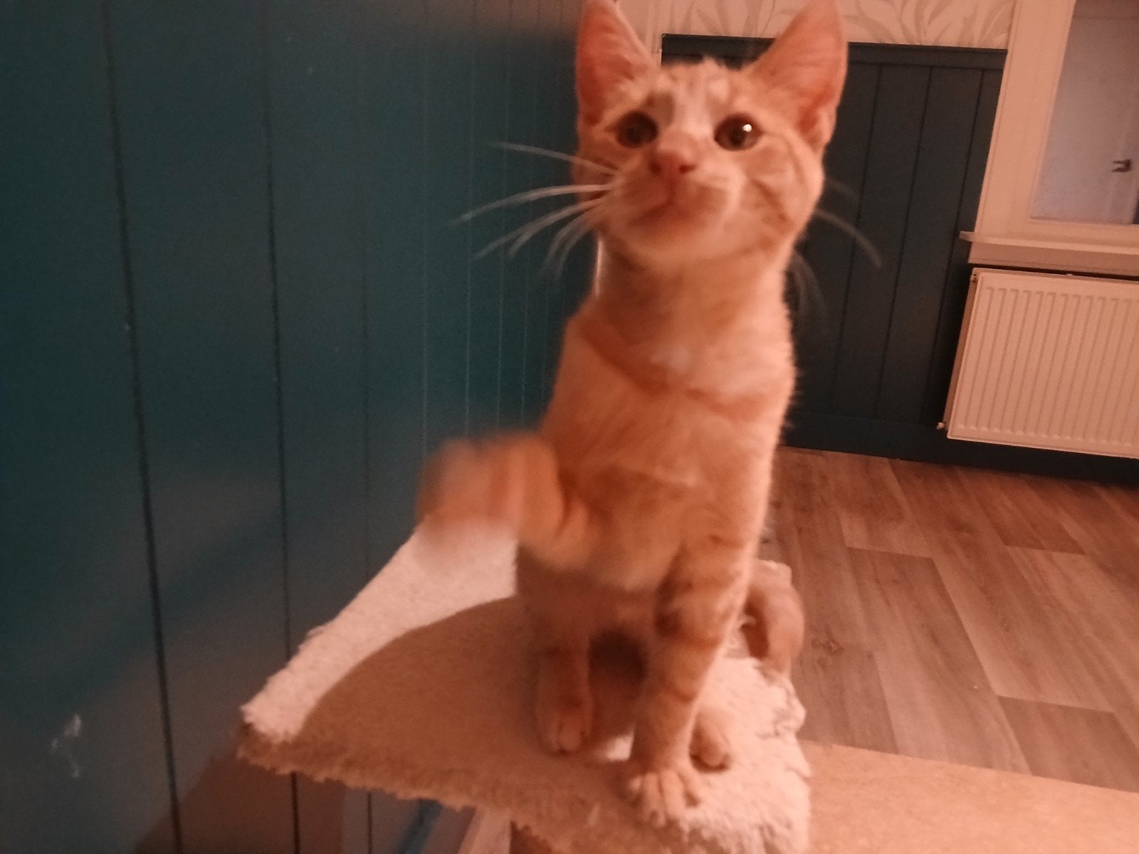 Super cute kittens, Meerdere dieren, Kortharig, 0 tot 2 jaar