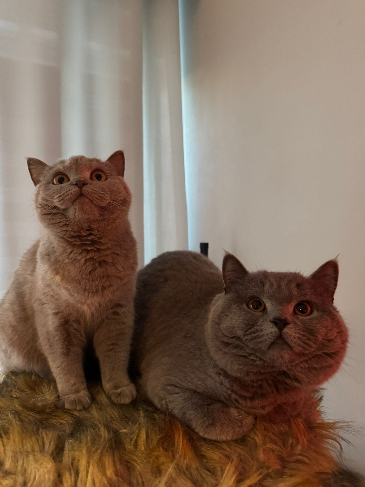 DEKKATER !! Ervaren blauwe britse korthaar beschikbaar, Kater