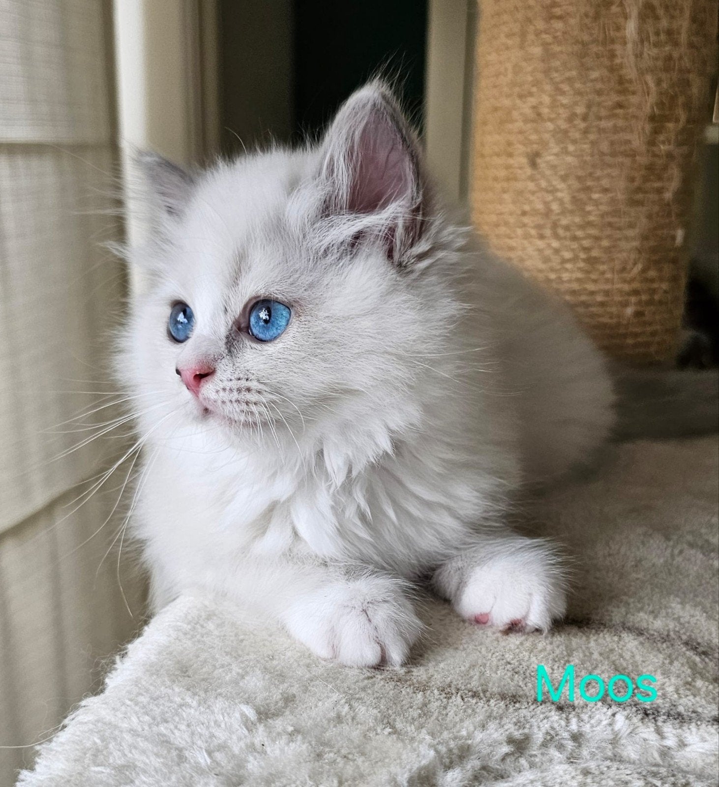 Ragdoll kittens, Kater, Gechipt, 0 tot 2 jaar