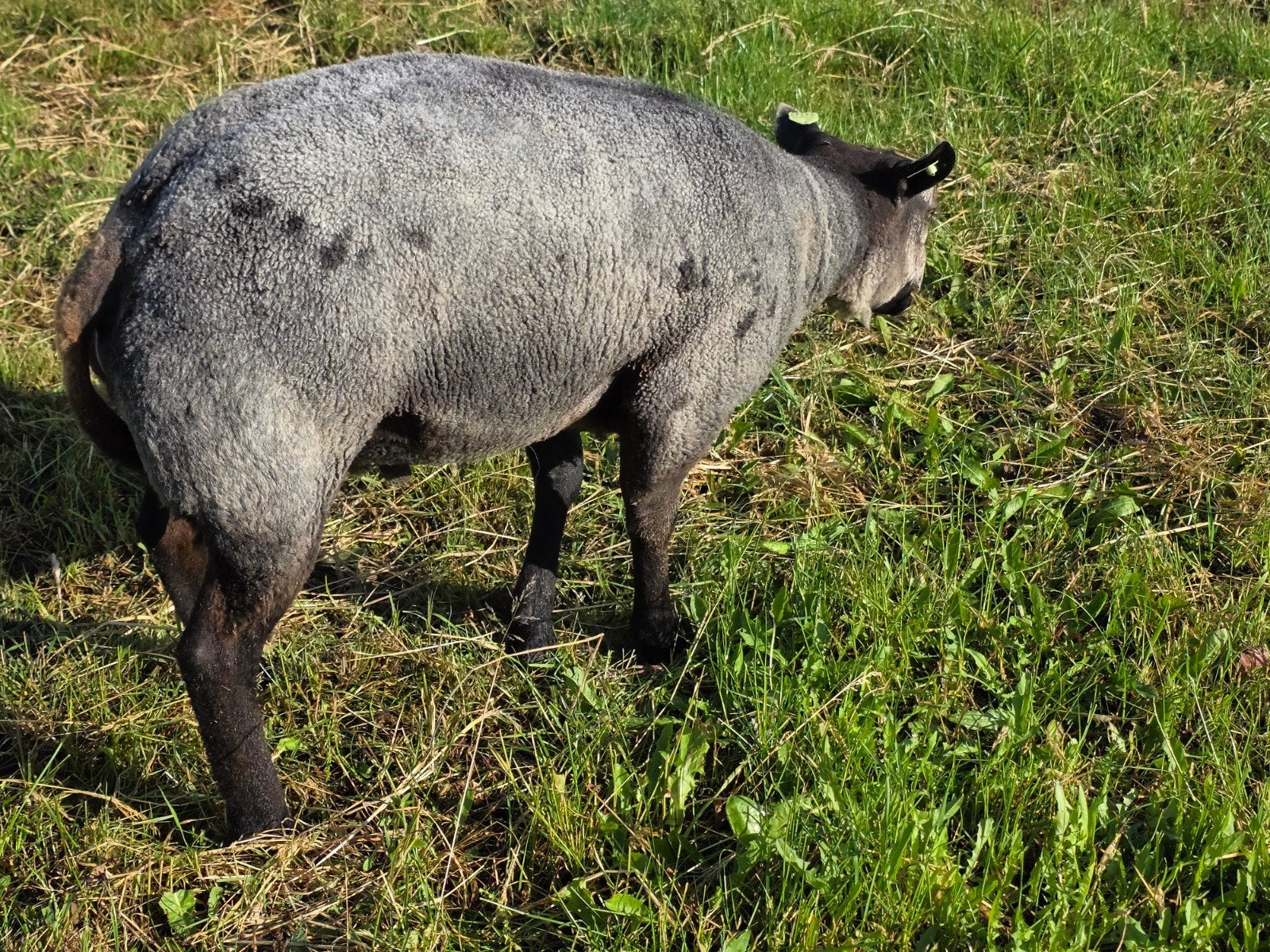 Blauwe texelaar ram, Dieren en Toebehoren, Mannelijk, Schaap