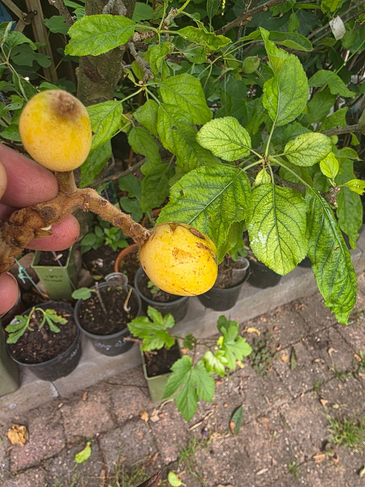 Japanse mispel (Loquat) plant met vruchten, Tuin en Terras, Ophalen, Volle zon, Vaste plant, Fruitplanten