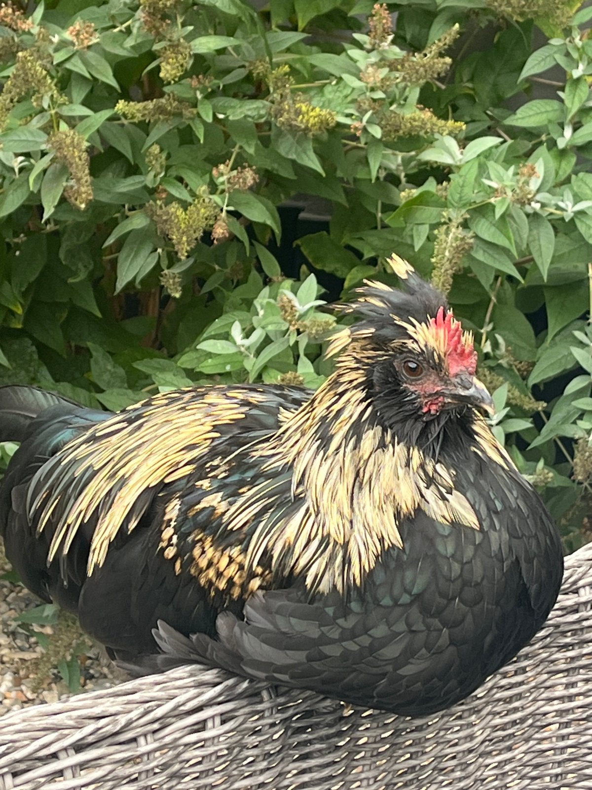 Jong haantje australorp x kuifbaardhoen en creamlegbar, Dieren en Toebehoren, Mannelijk, Kip
