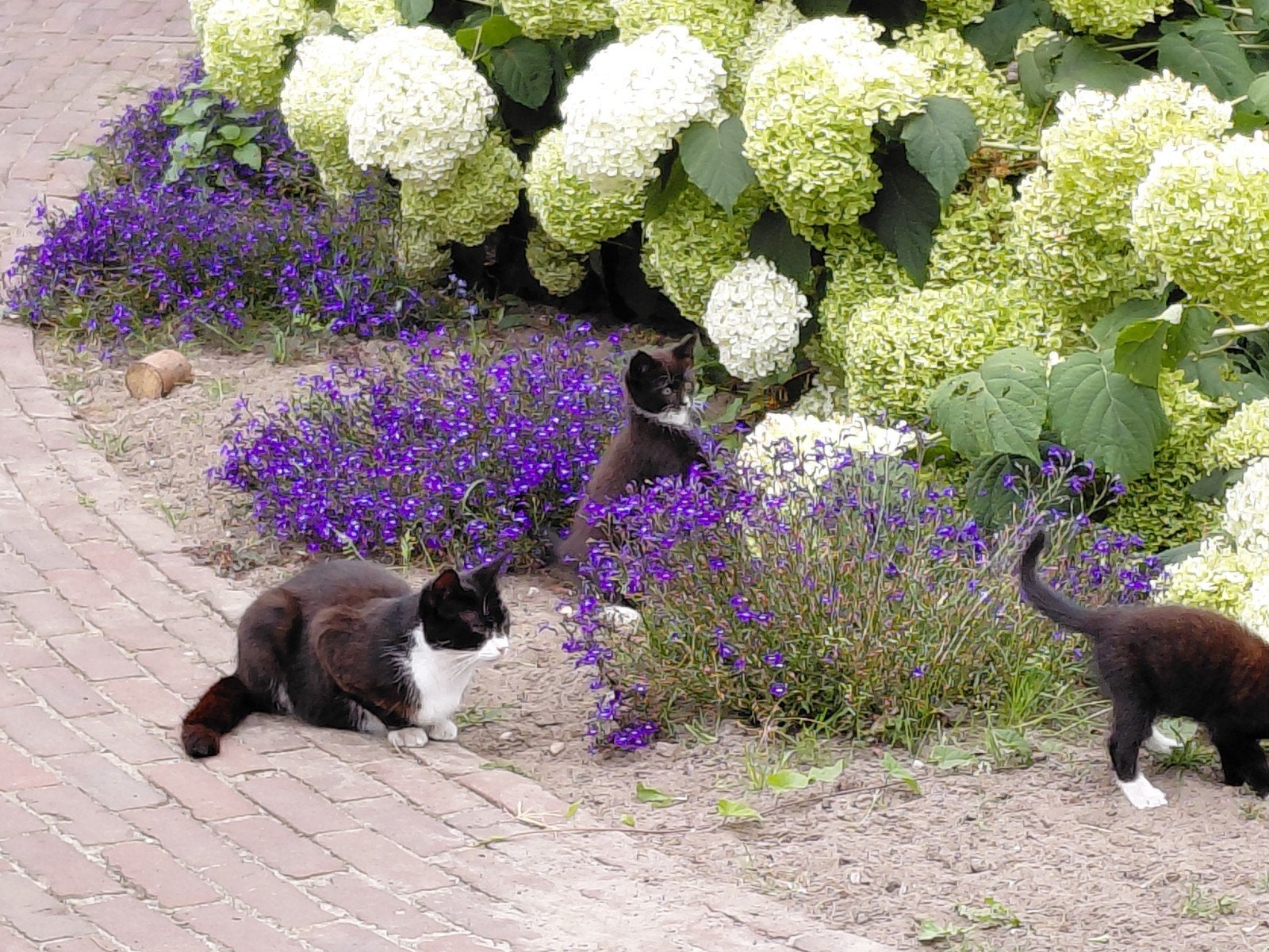 Boerderij kittens 29 mei geboren, Dieren en Toebehoren, Poes