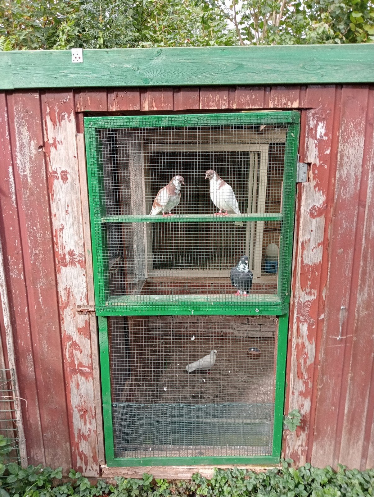 kumrus, Dieren en Toebehoren, Meerdere dieren, Postduif