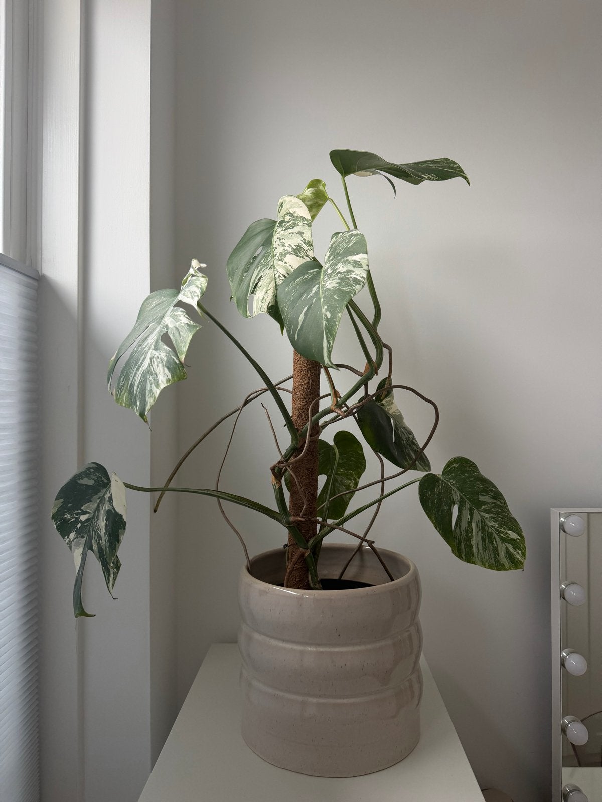 Monstera Albo Deliciosa Variegata stekjes, Overige soorten, Vaste plant, Ophalen of Verzenden, Bloeit niet