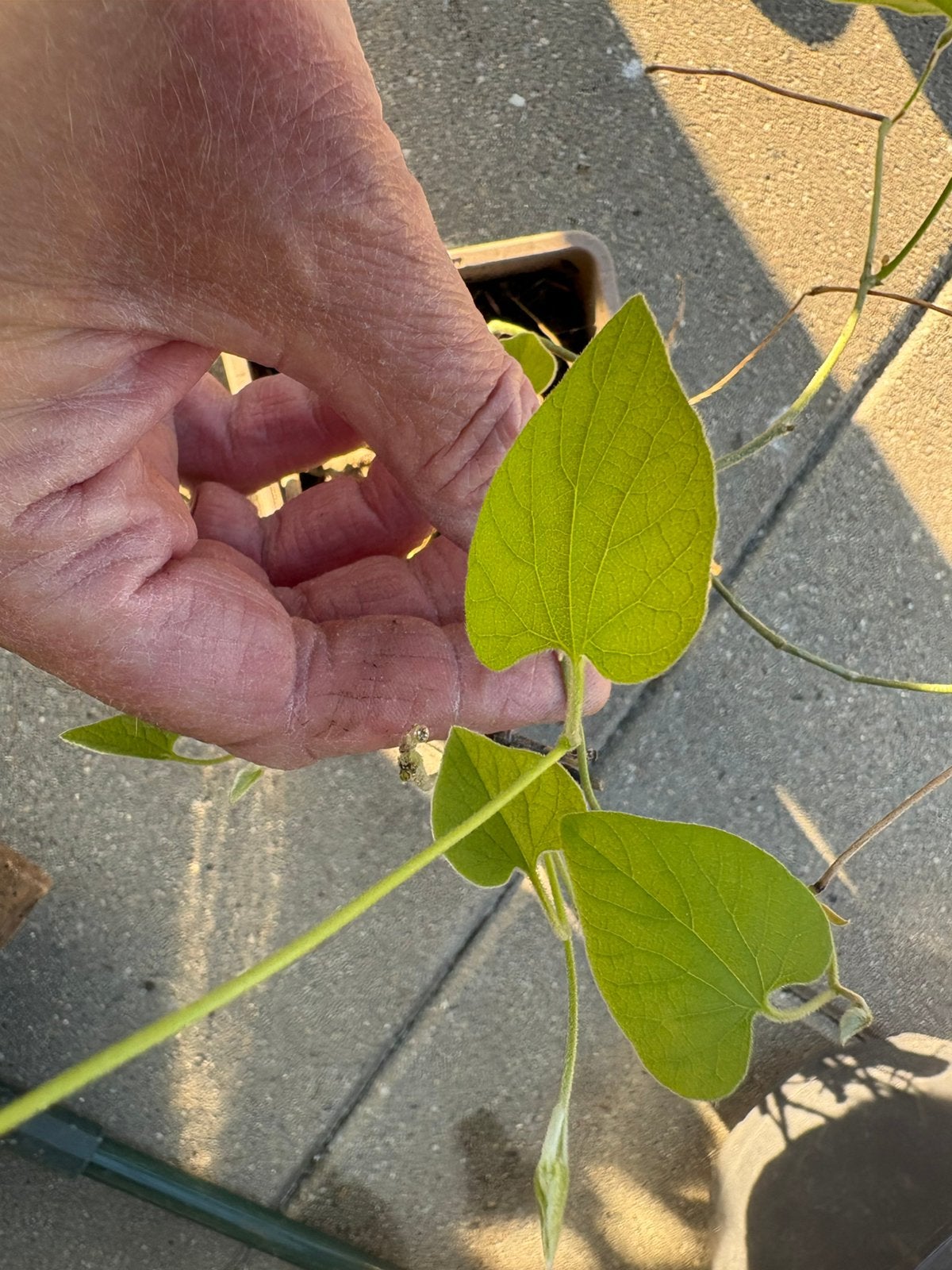 Aristolochia / Duitse pijp, Ophalen, Overige soorten, Volle zon