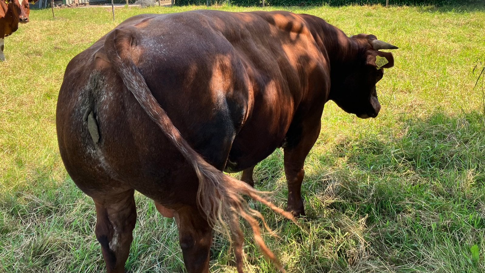 Te koop mooie stier geboren op 4 10 24, Dieren en Toebehoren, Mannelijk